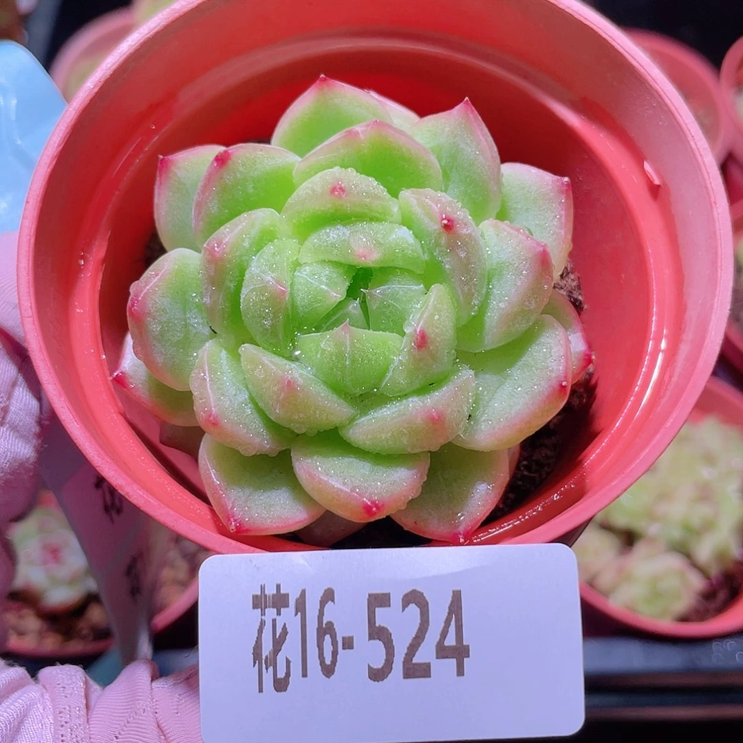 花利美16-524新品