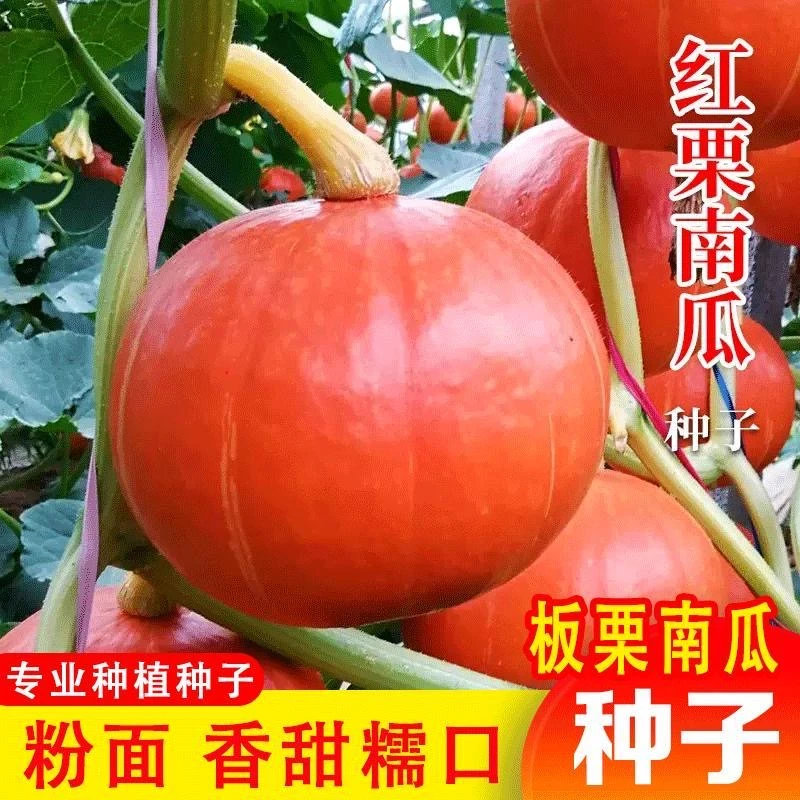 红贝贝南瓜种子板栗香甜粉糯红皮小金瓜种籽四季阳台农家蔬菜种孑