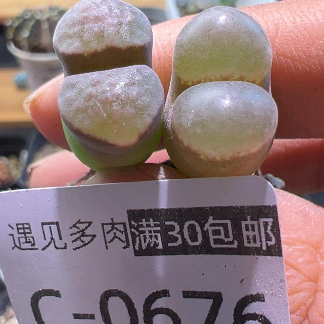 多肉植物111111111