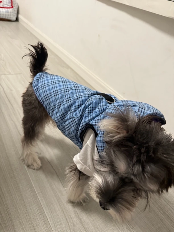 宠物狗狗猫春夏新款日韩风可牵引华夫格背心衣服
