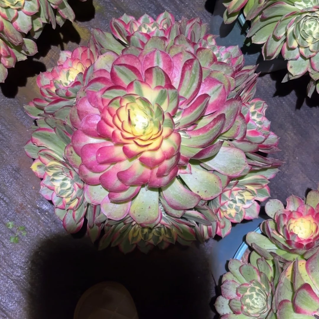 云南多肉植物海鲜