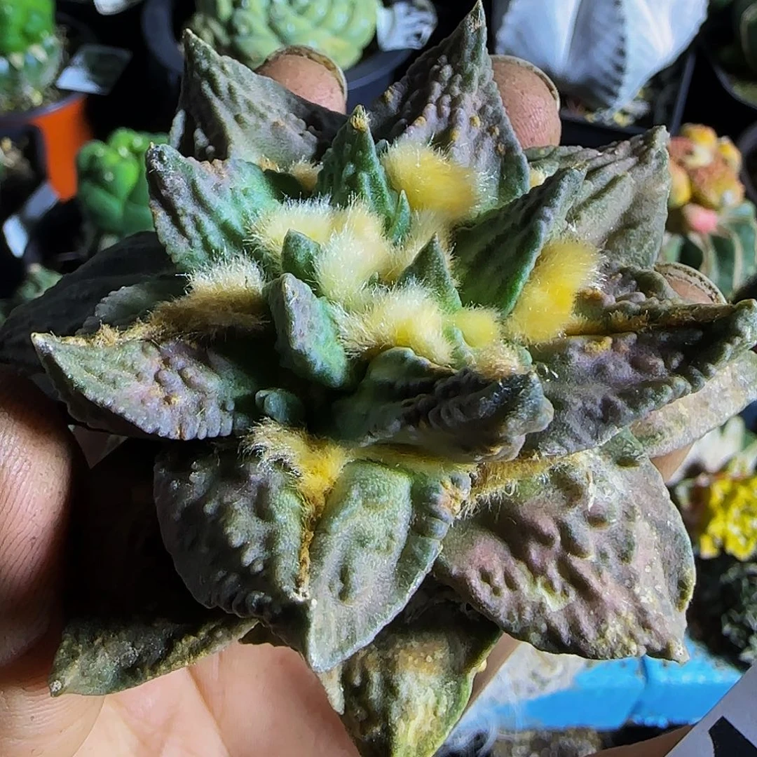 龙牙怒198仙人球开花