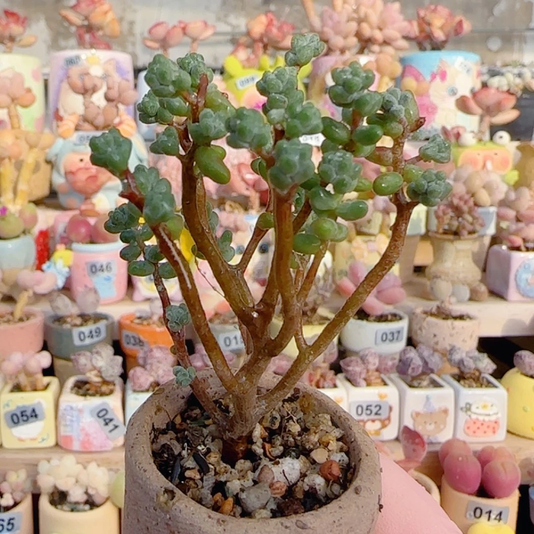 幸运树 盆口3.5cm