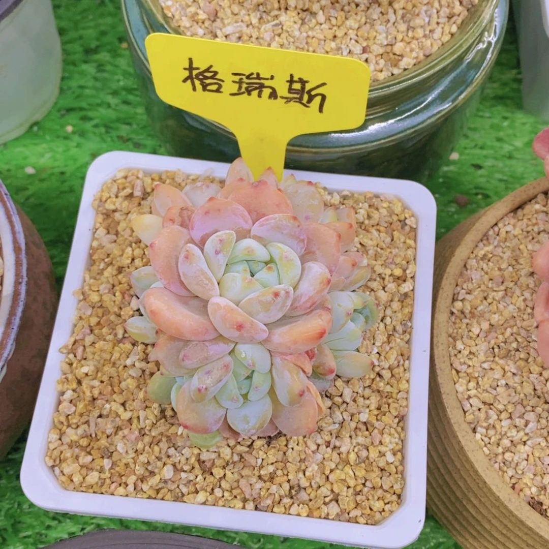 余***物开心多肉植物多肉