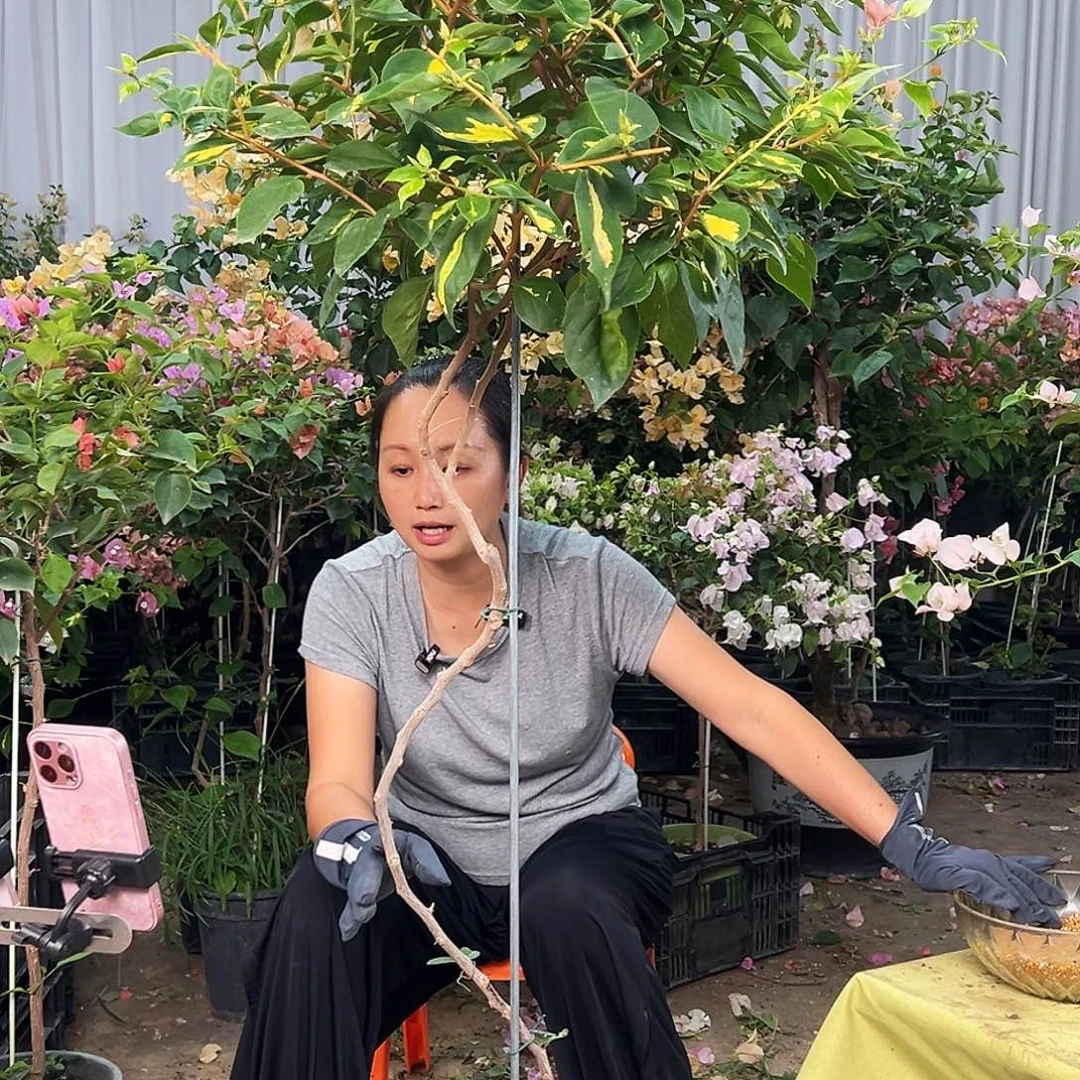 米***兰大部分花苞少量开放J60橙白