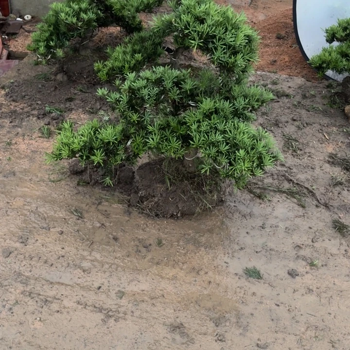 伟***无花朵666666666666