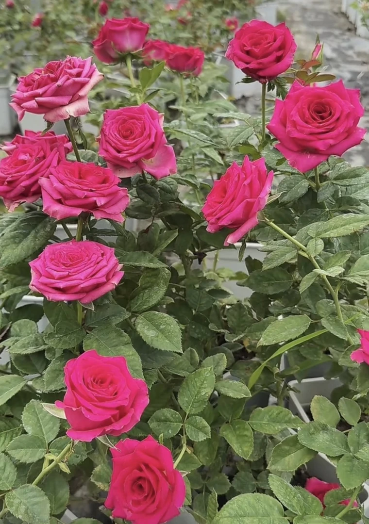 【氛围感】切花月季灌木阳台庭院盆栽勤花四季开花
