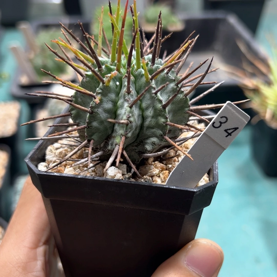 强刺魁伟玉 侧芽繁殖脱土发货多肉