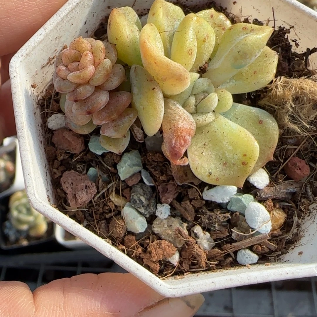 糖***i多肉小卡拉米糖心一物一拍