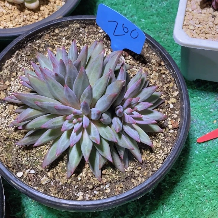 这个点睡起来都会梦