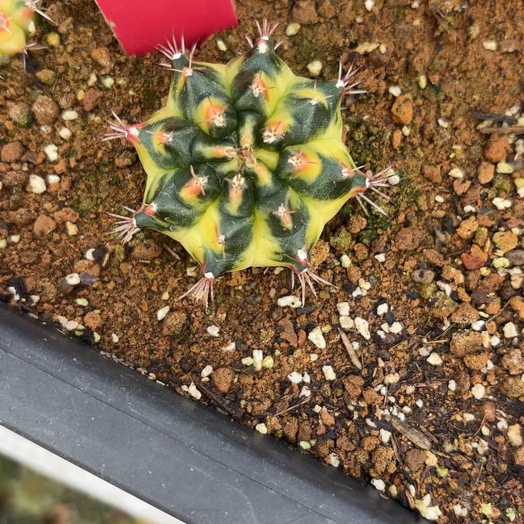 150-1110泰国发货多肉