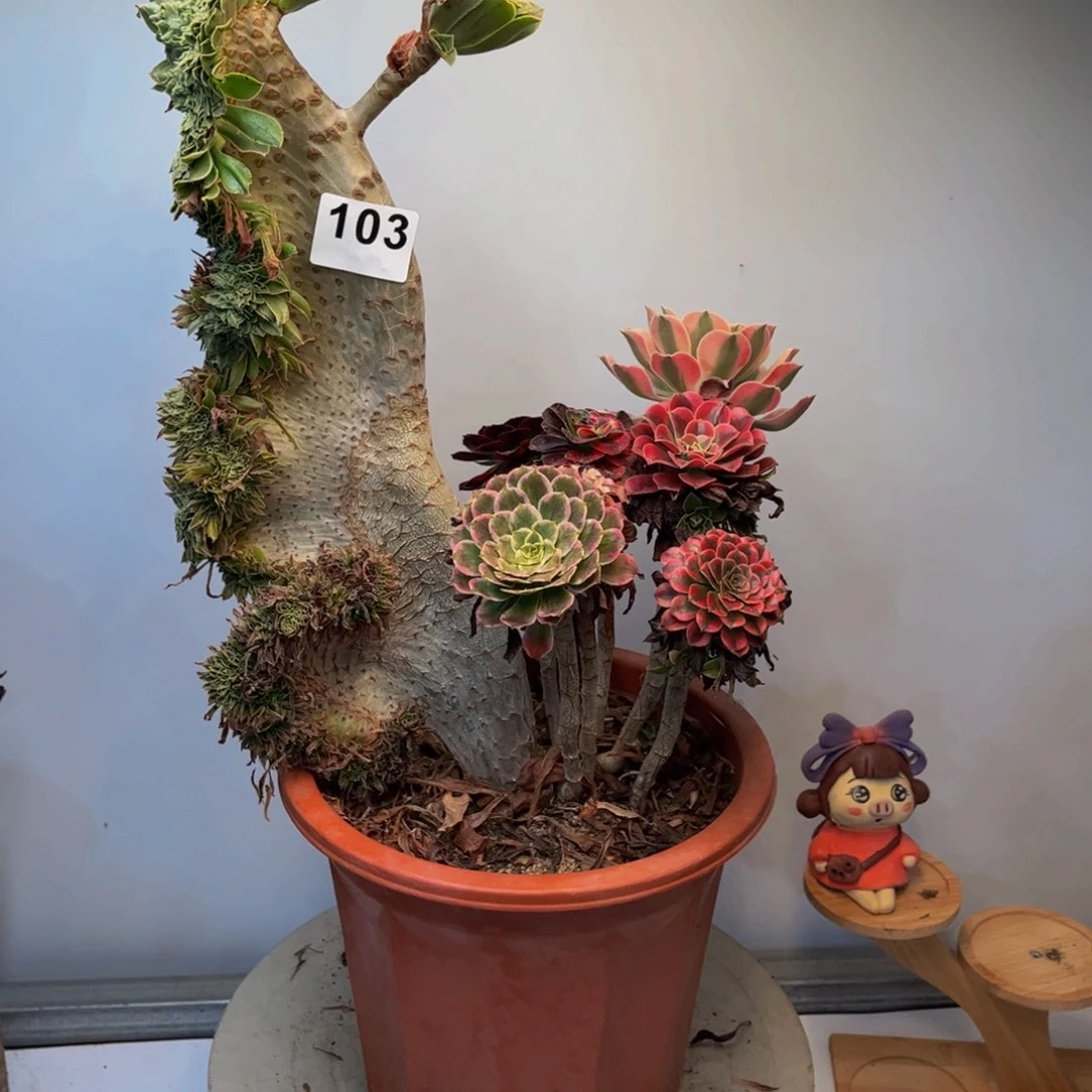 多肉植物原始绿缀嫁接103