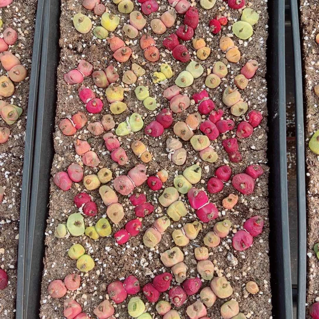 ?***、我很喜欢这个F164