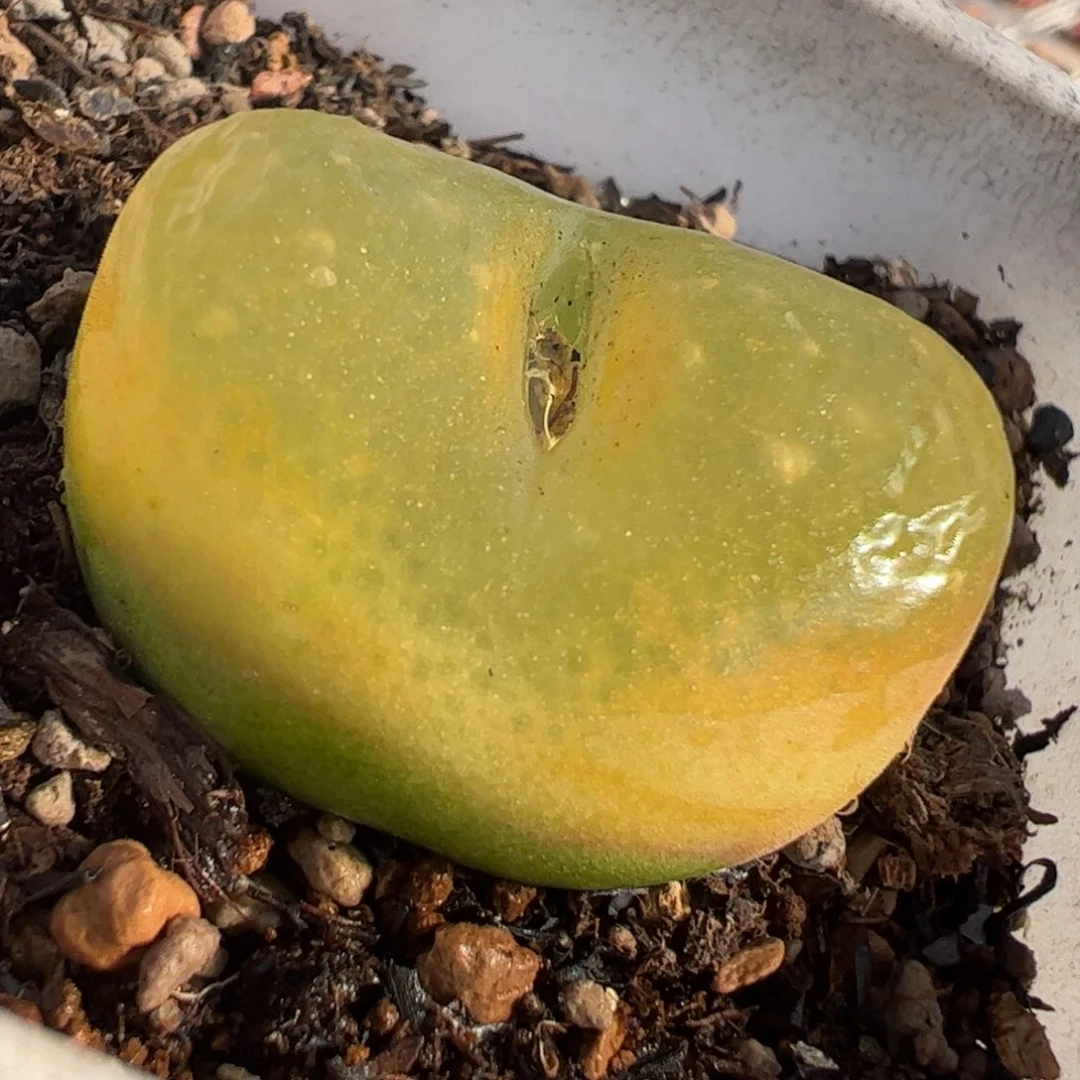 安贞毛多肉植物百科2.7厘米