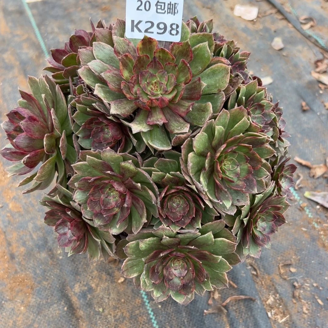 298红丝绒，满20包邮嘟叮熊