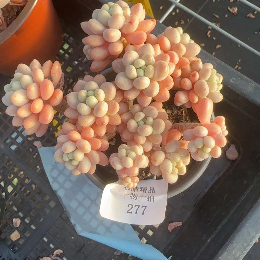 闪购精品多肉277号