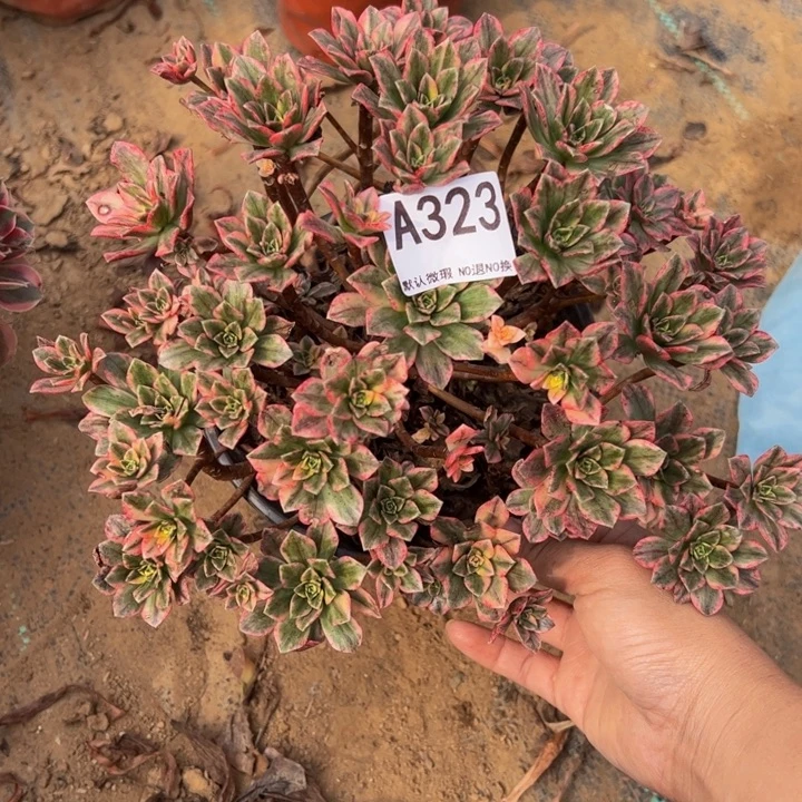 甜茶多肉植物323.