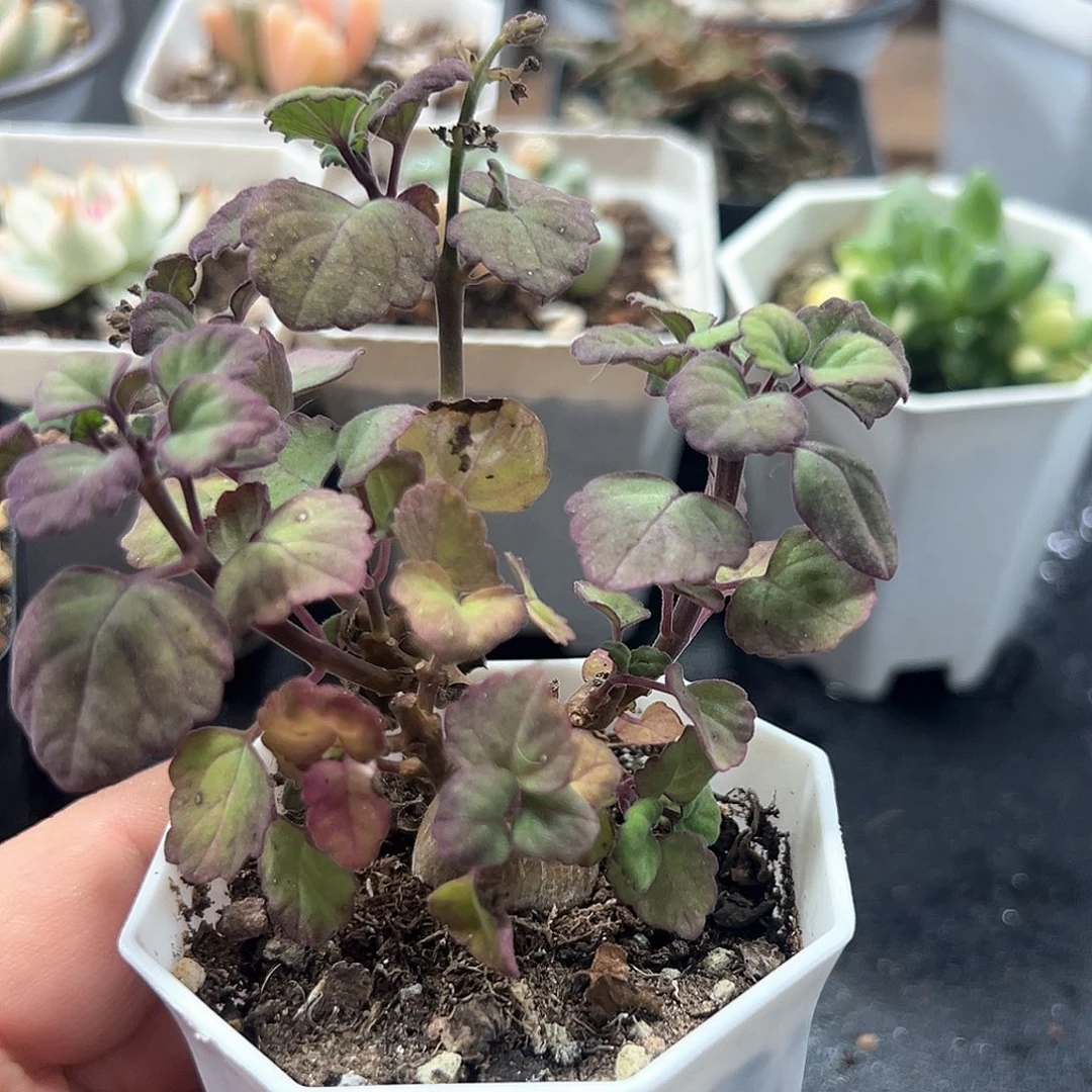 爱氏延命草  小方花圃一物一拍