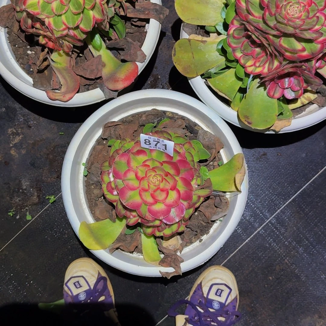 871号多肉植物三颗无根