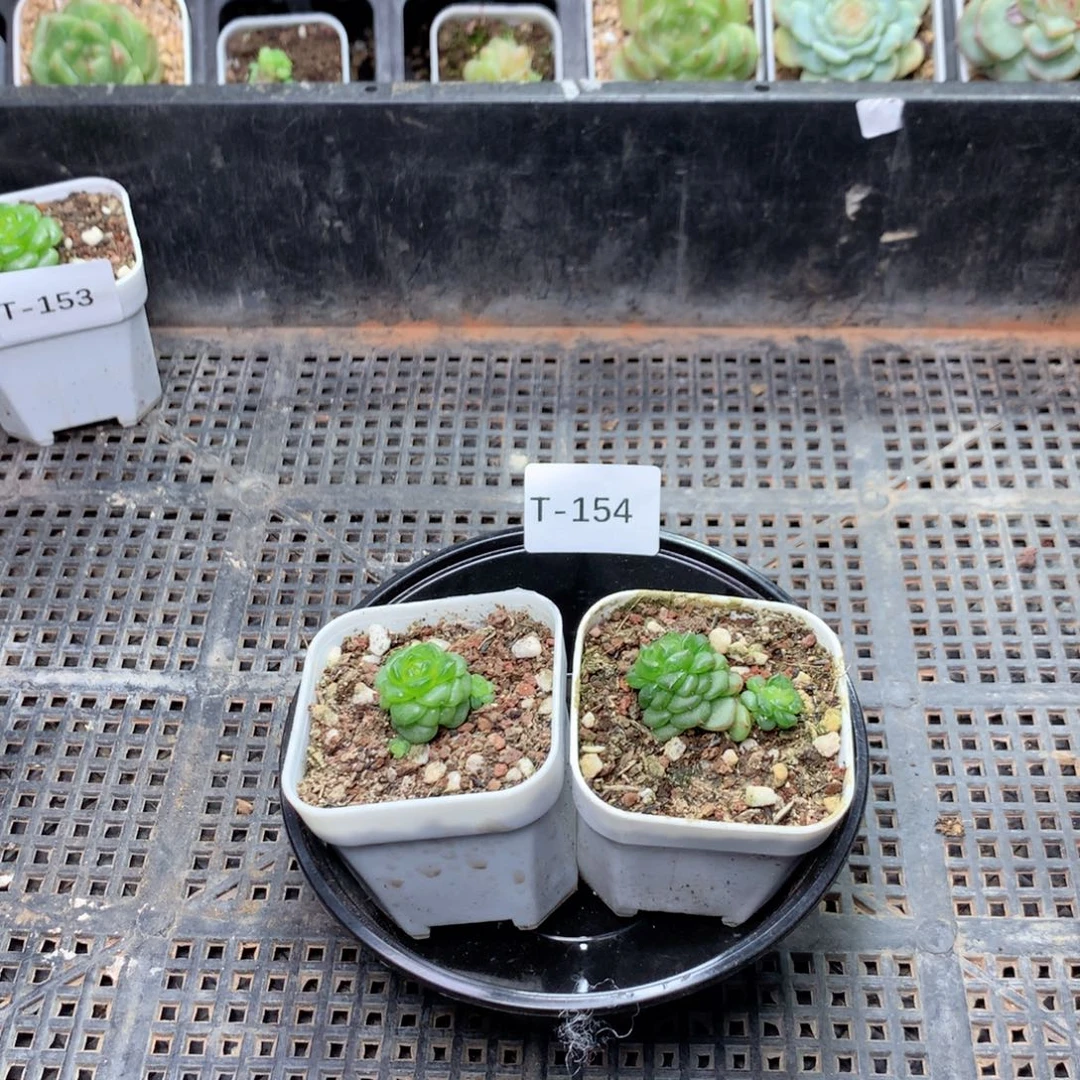 浅***下无花朵T154英语英语
