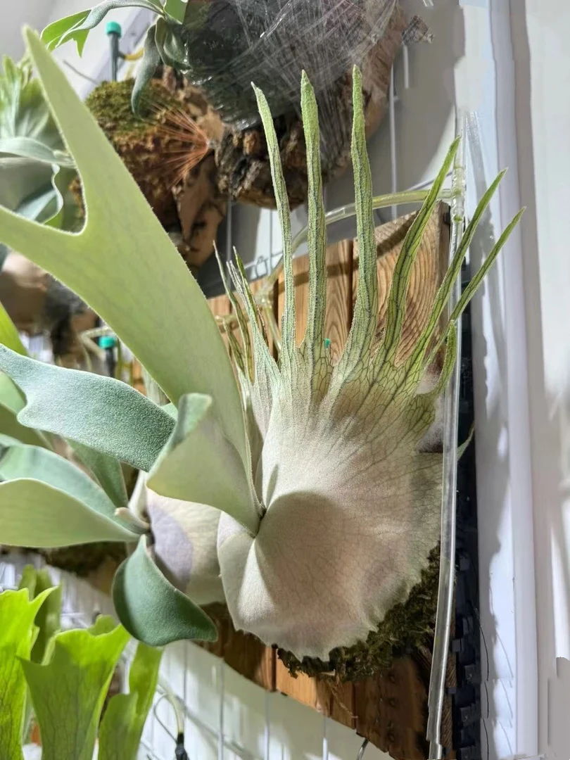 野银6号鹿角蕨孢子苗8cm盆苗 板植挂墙颜值高适合新手入门的热植