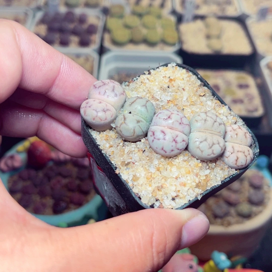 545号带盆包邮发货