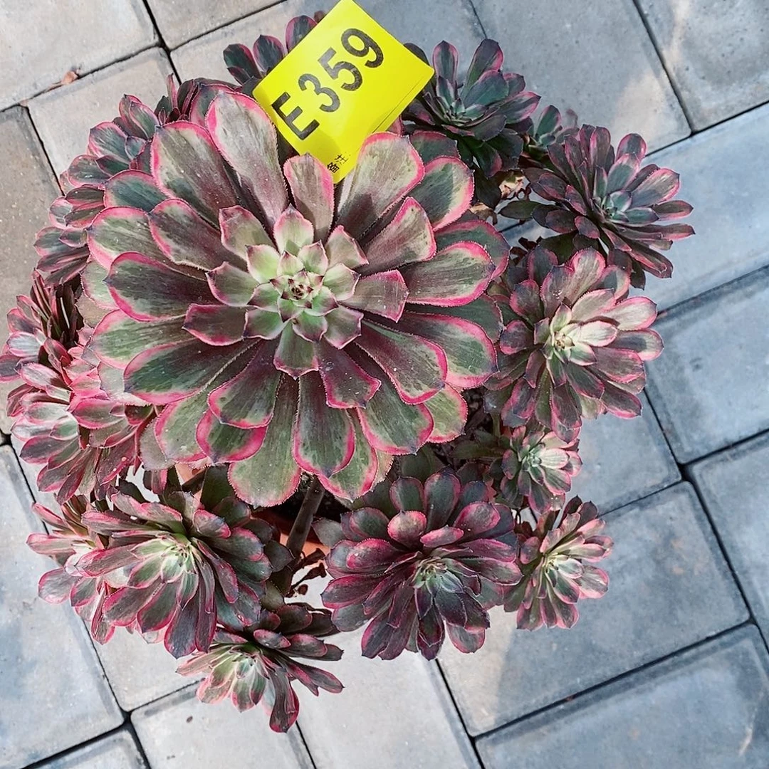 墨***兮紫霞仙子359   冠幅28