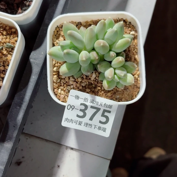 松果美人无盆土发货多肉无盆土