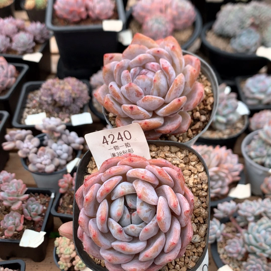 7.5厘米粉星影两颗4240