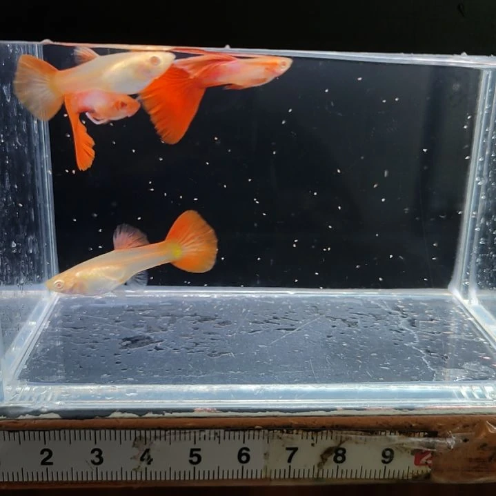 孔雀鱼新加蓝红尾两对