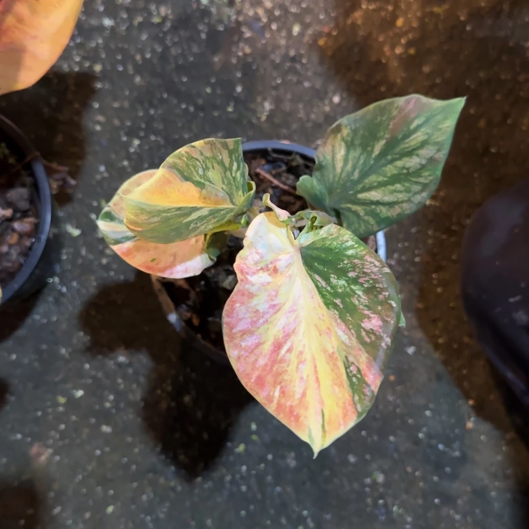 126-0925泰国发货彩叶芋