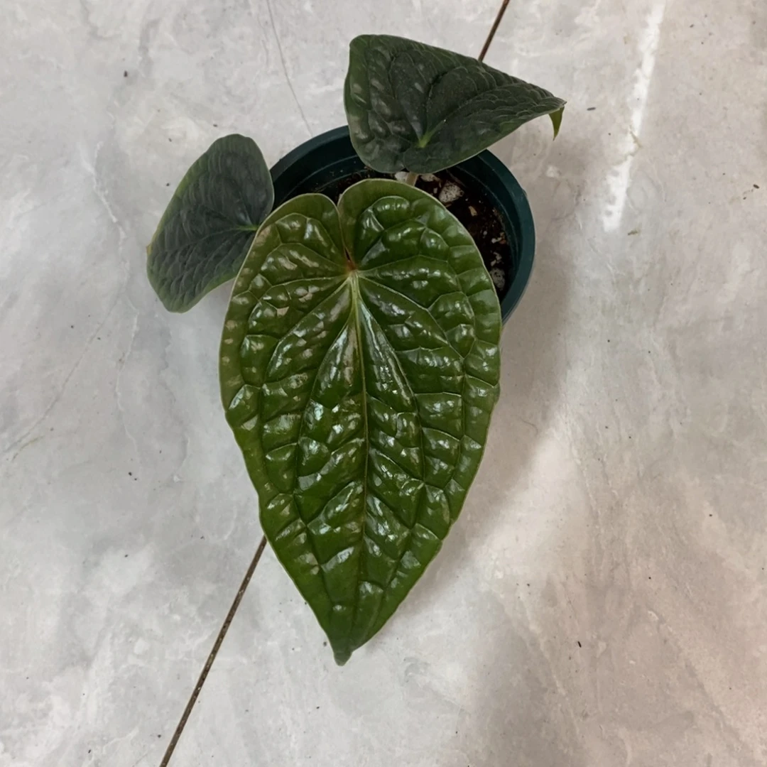 不开花植物24 奢华籽播