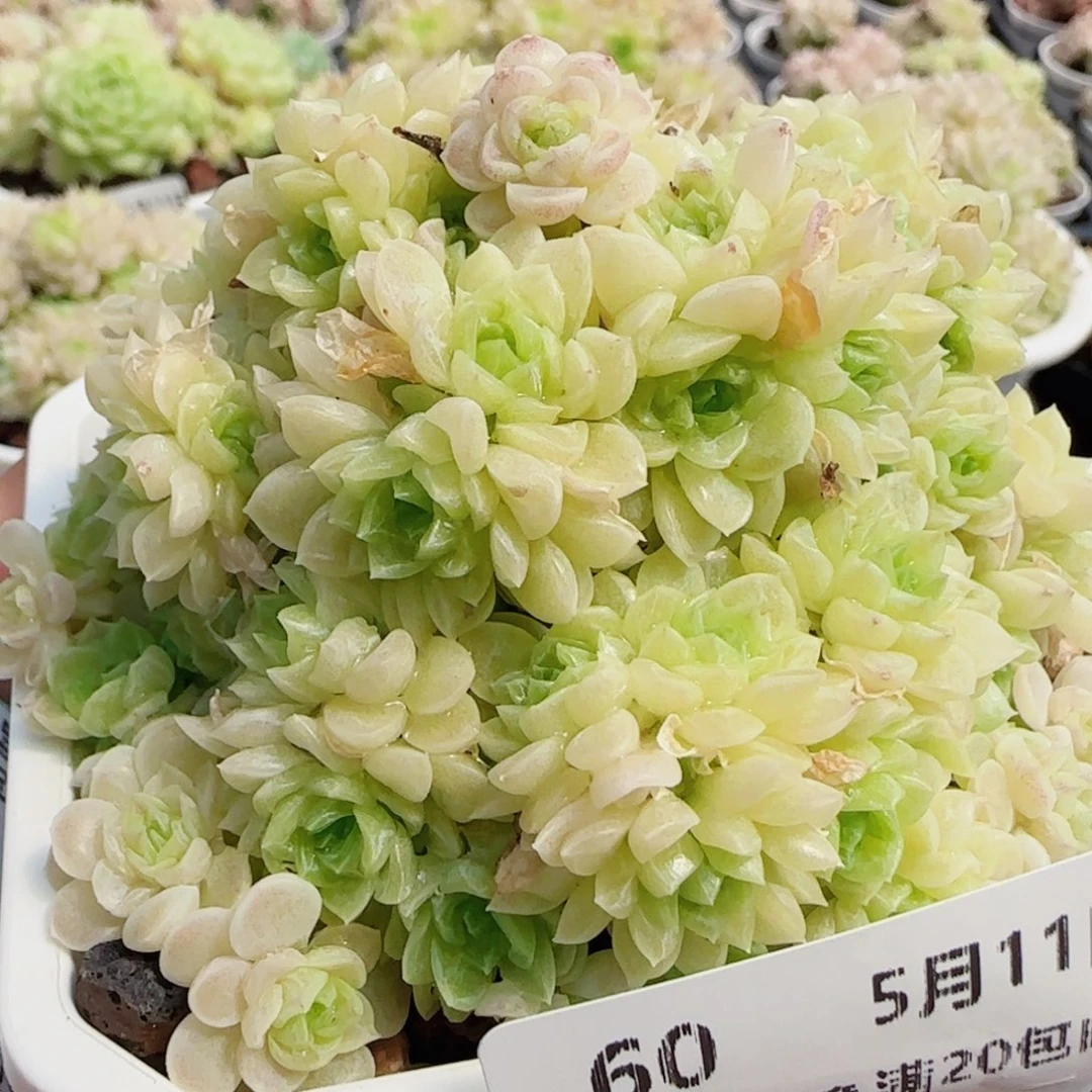 花语逸镜0511-60散