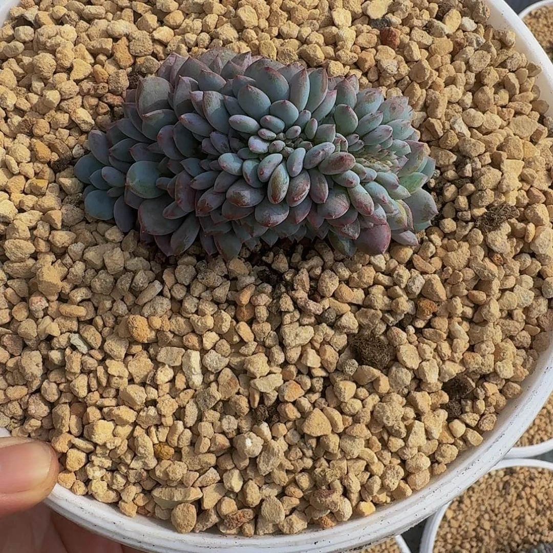 星星橙 缀化 一物一拍