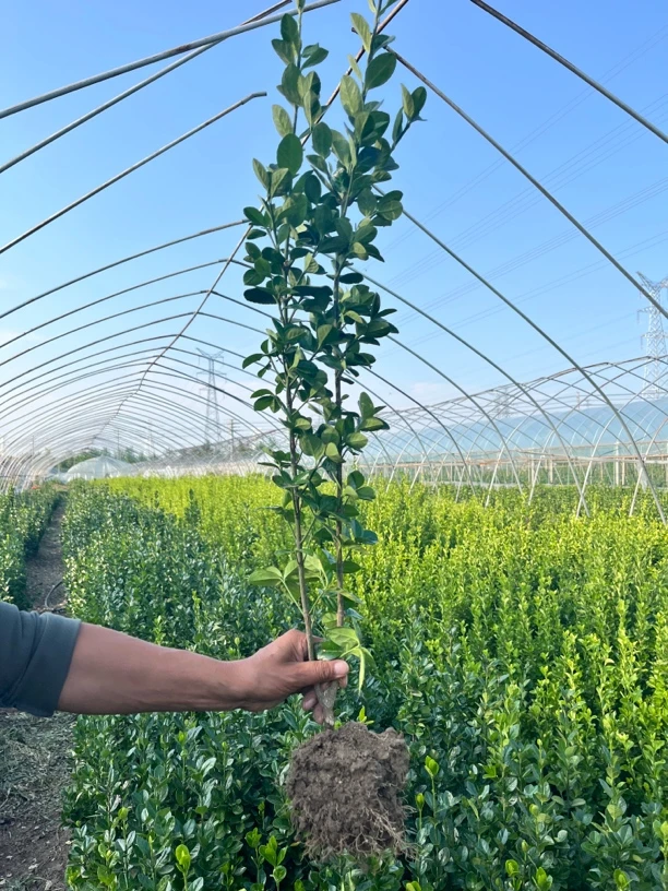 卫矛黄杨苗冬青树苗四季常青室外庭院围墙篱笆绿篱植物耐寒