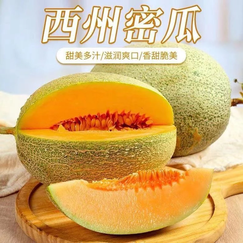 H新疆吐鲁番火焰山正宗产地哈密瓜西州25号清脆甘甜尝鲜款