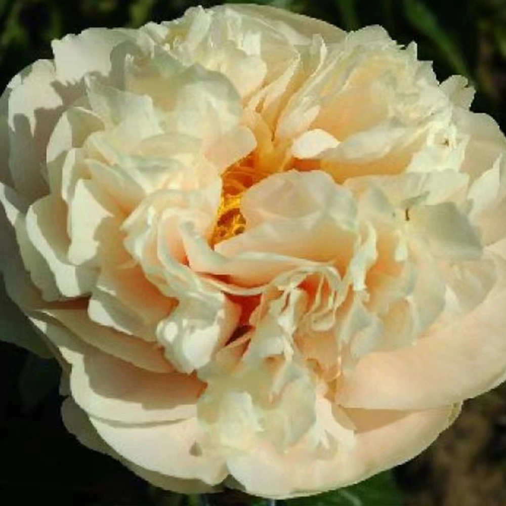 【典雅香槟】芍药花苗绿植