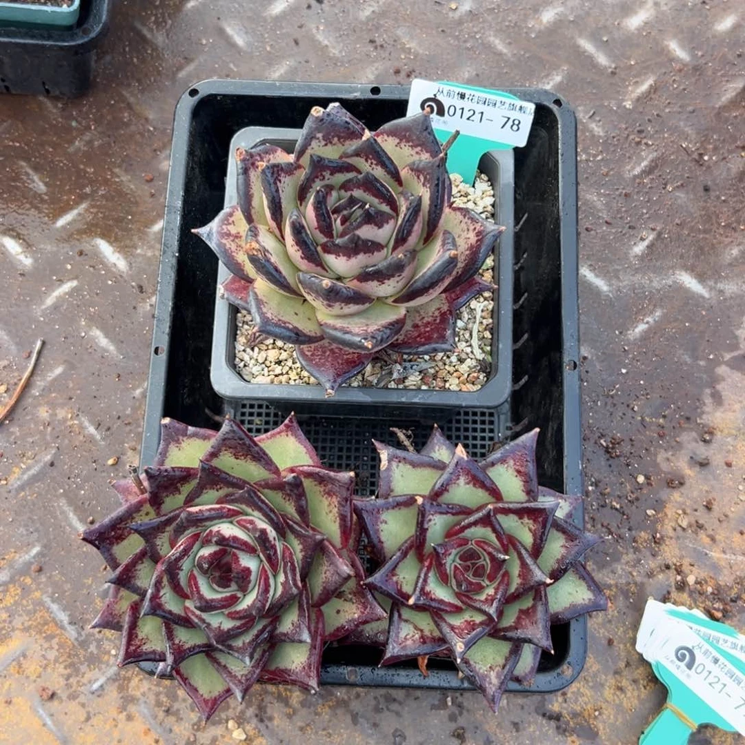 小****绣多肉编号0121-78