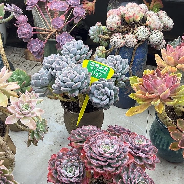 落****咖啡多肉植物生长047