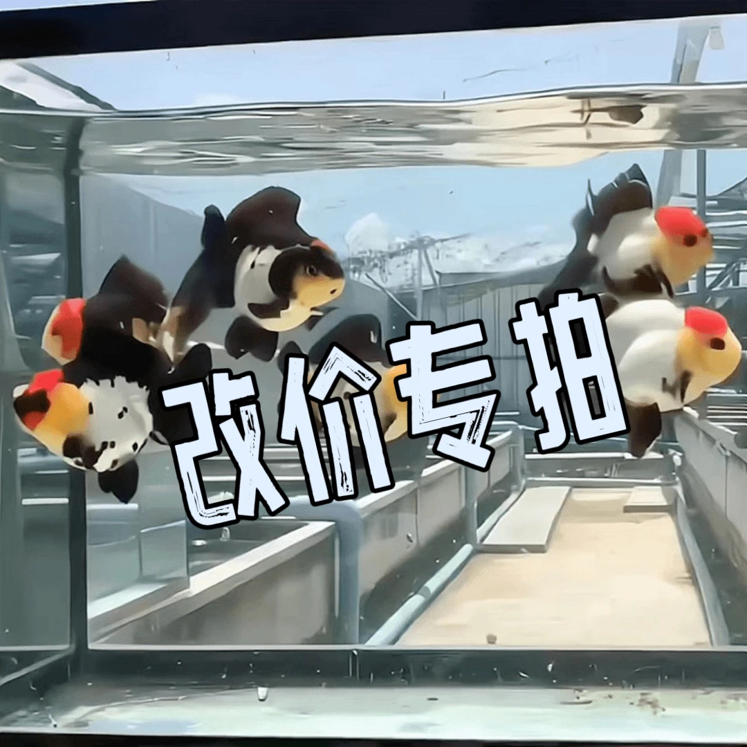 观赏鱼泰狮原泰玛丽短尾狮百褶泰狮