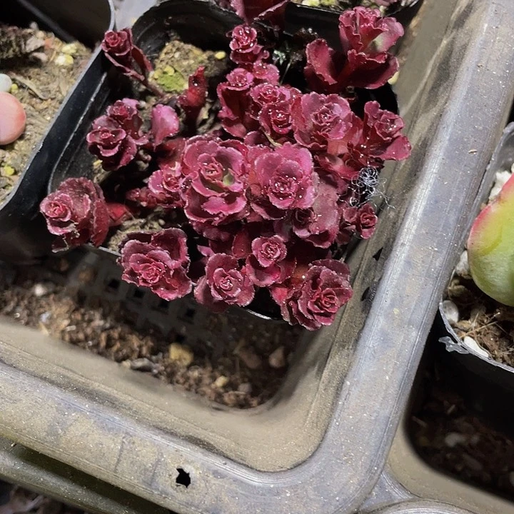 小球玫瑰2.8带盆土