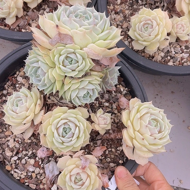 露娜莲2263多肉植物