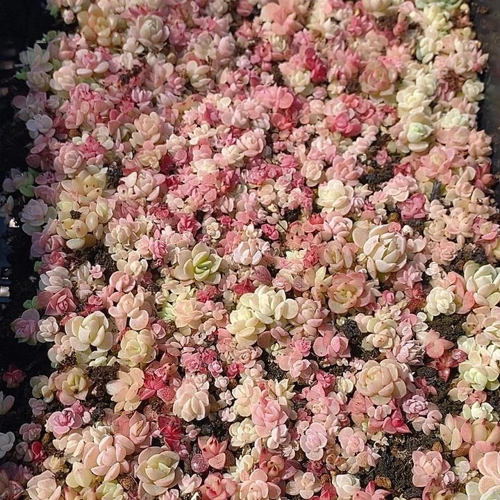 148 多肉植物盆栽花卉植物