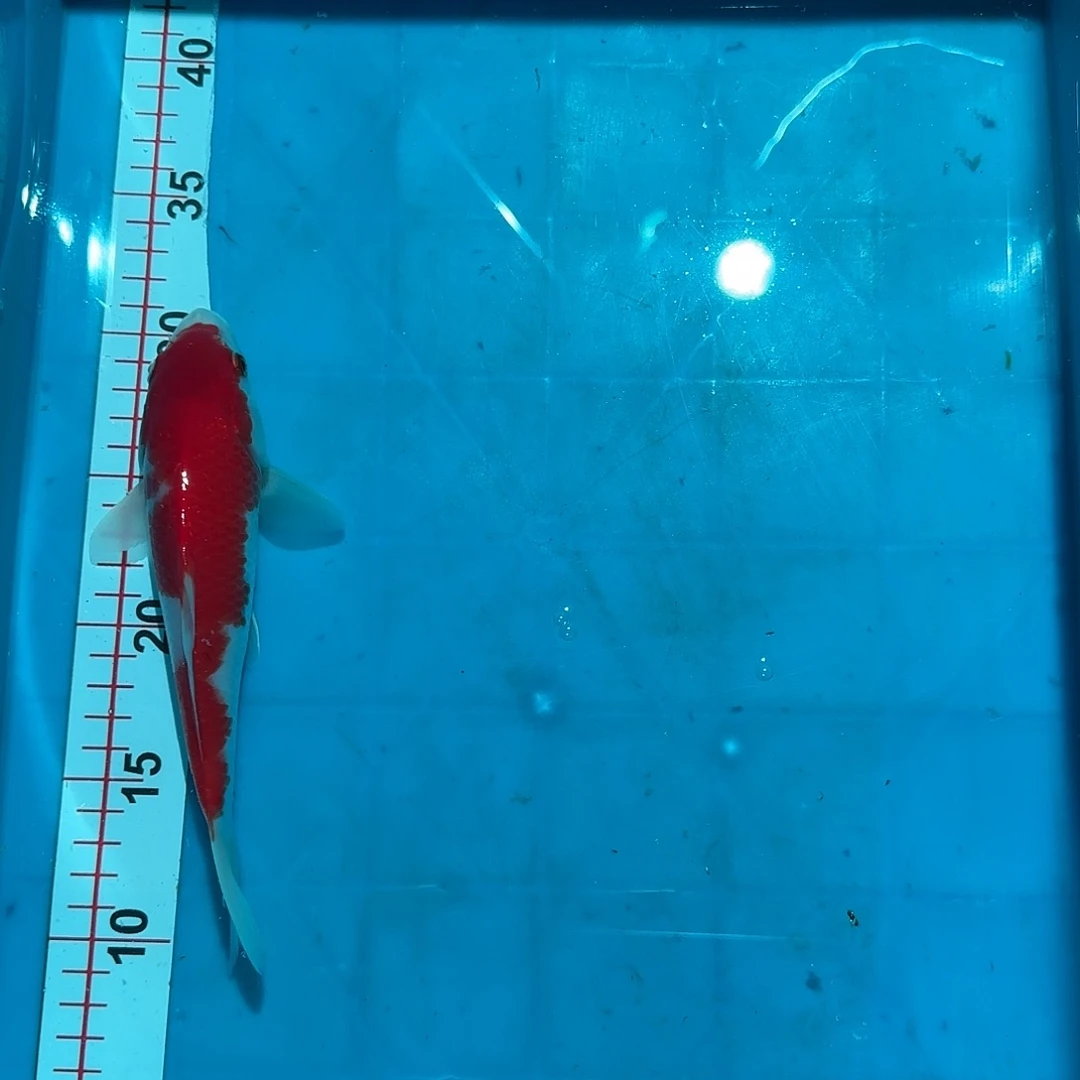 海水阪井小牙签最后