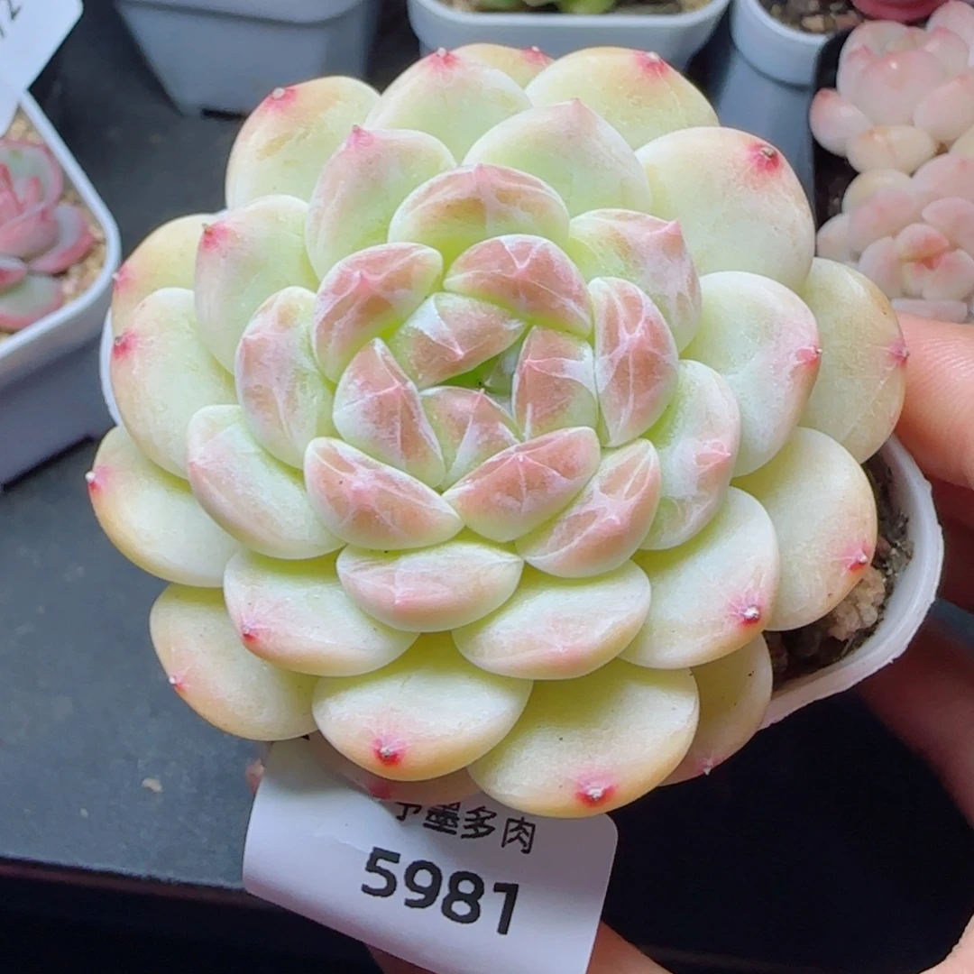 黄冰魄，5981多肉植物