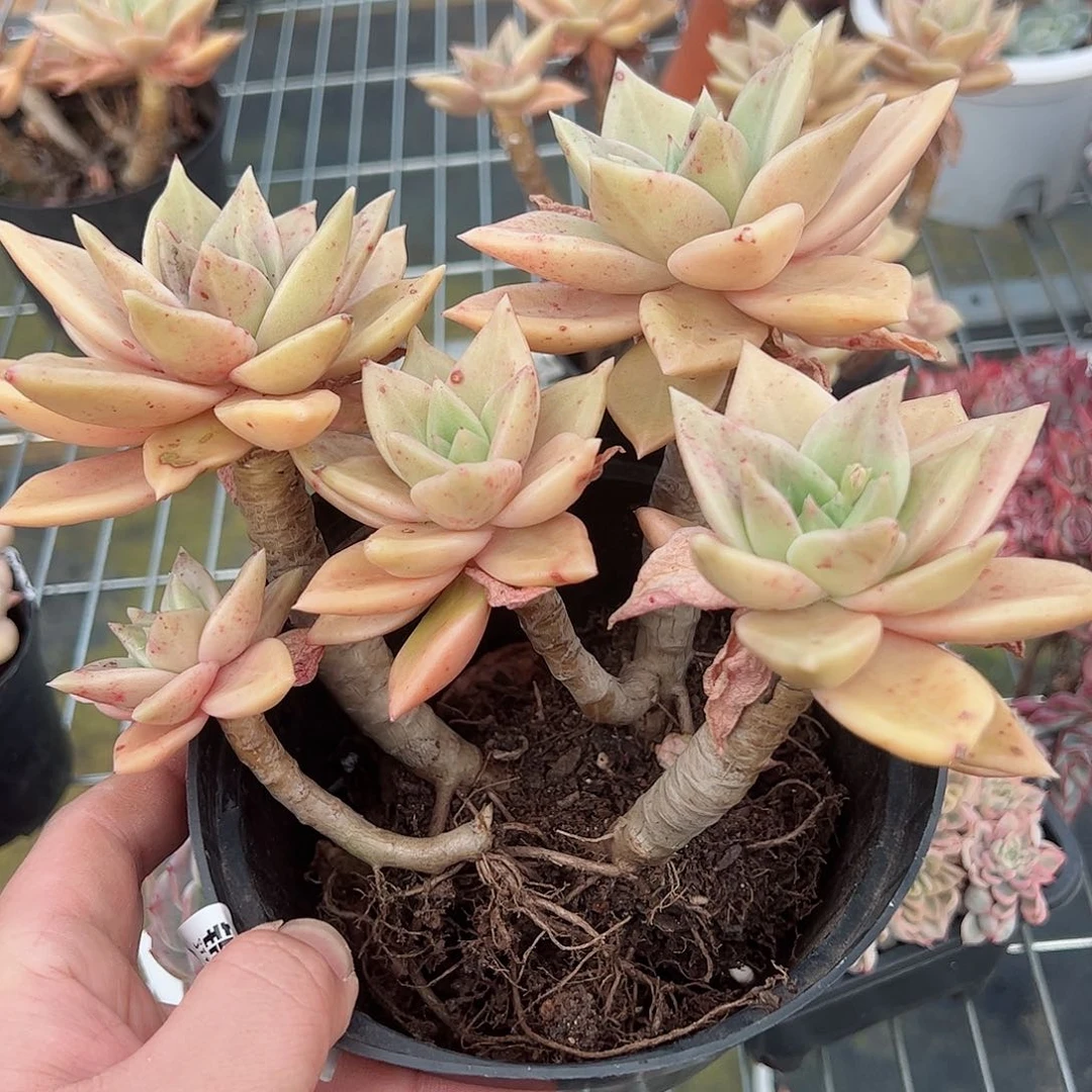 黄金表丽娜四头起老桩