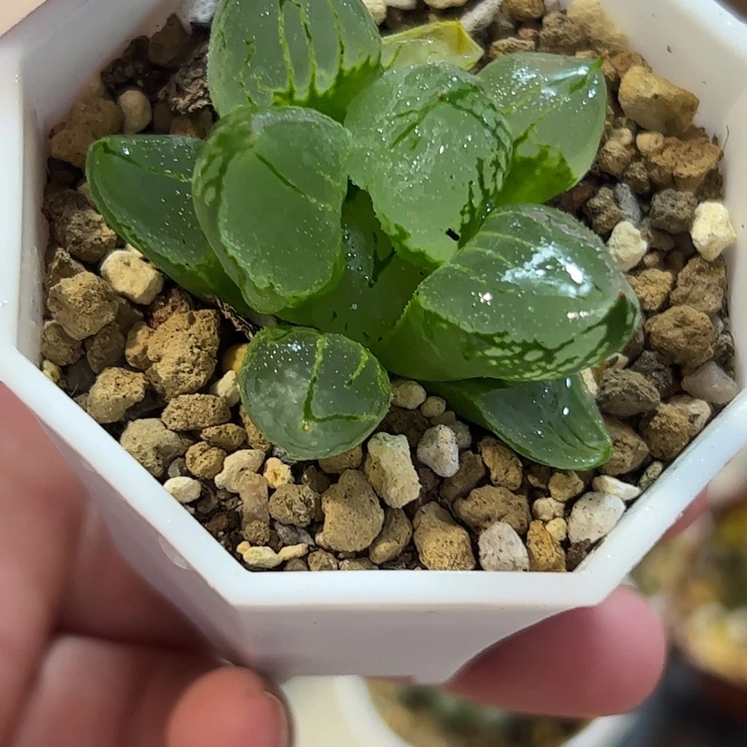 虞美人十二卷多肉植物满