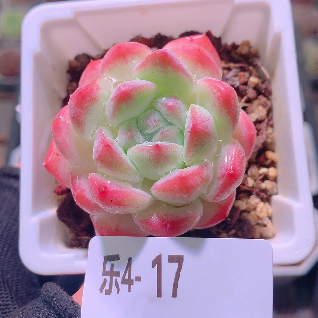 乐然4-17 白桃汽水