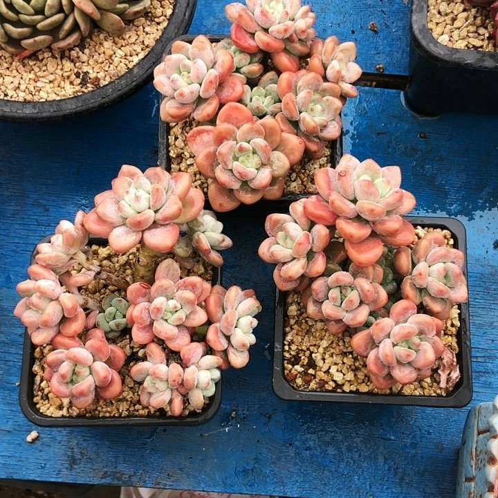 洛神老桩多肉植物