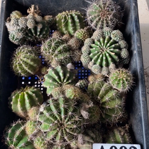 采草毛花柱a 093